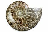 Polished Ammonite (Cleoniceras) Fossil - Madagascar #375988-1